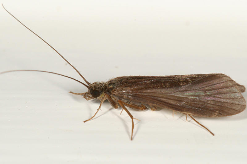 Adult Caddisfly